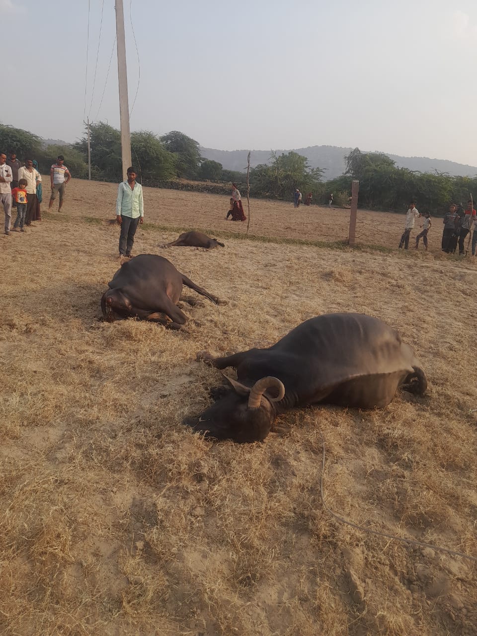 तीन भैंसो की करंट लगने से मृत्यु